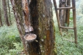 kelud-again-125