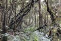Leuser-Day-2-tropical-forest-after-Rangers-Hut-Mathis-Joffrain-and-Loic-Henriot-February-2025