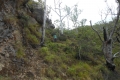 alor-to-flores-397