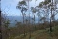 alor-to-flores-258