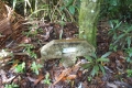 tomohon-bunaken-tangkoko-195
