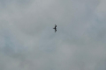 Manuk-a-bird-of-bird-island-Nick-Hughes-September-2025 Manuk-a-bird-of-bird-island-Nick-Hughes-September-2025