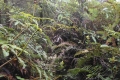 marapi true peak 060