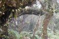 marapi true peak 064