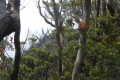 marapi true peak 071