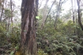 marapi true peak 078