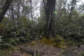 marapi true peak 081