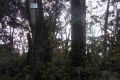 marapi true peak 084