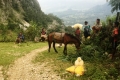 Villagers carrying rice to Uaiboro (Nicholas Hughes, July 2018)