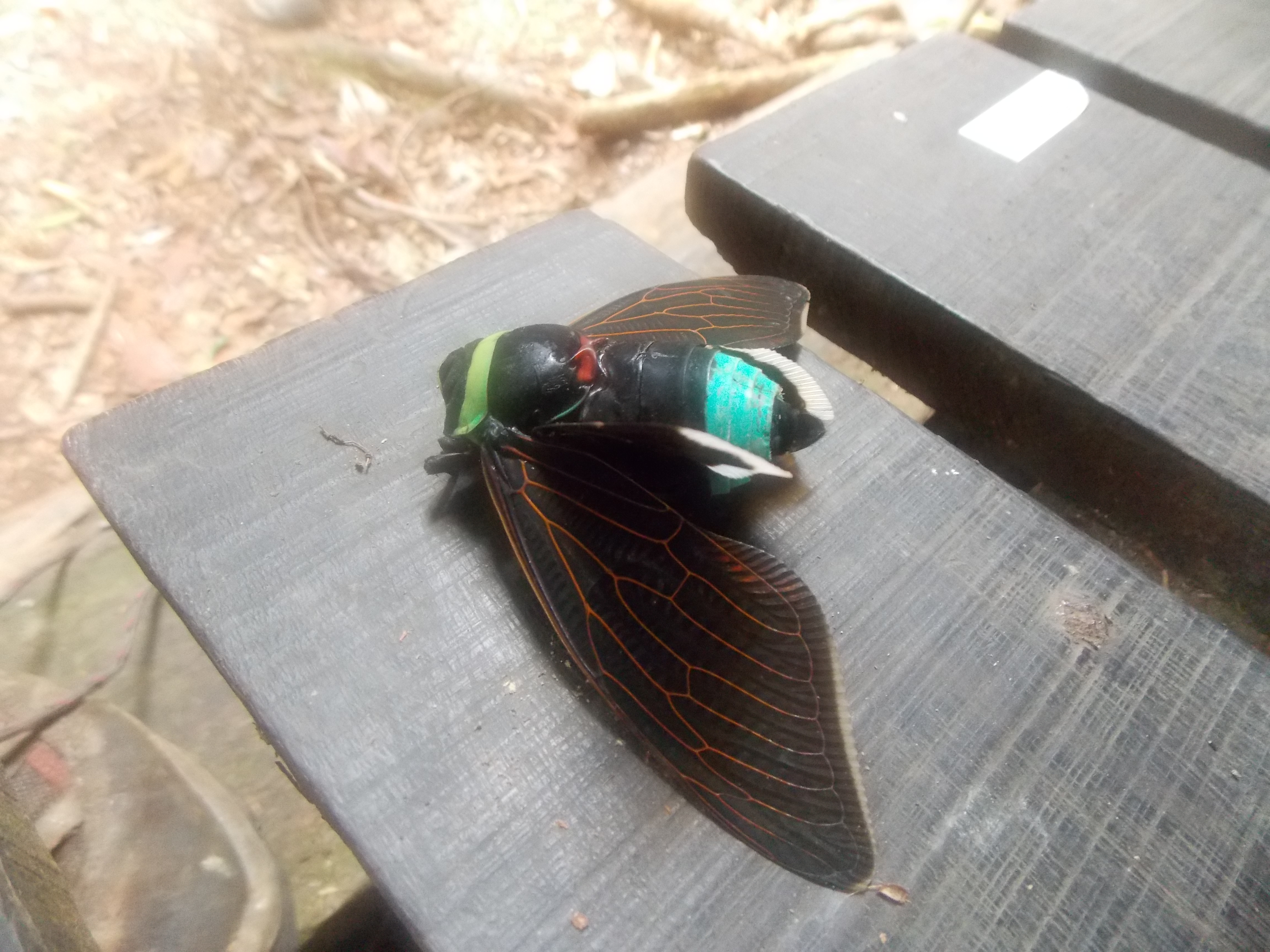 131 A headless cicada at Camp 1