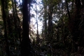 048-forest-beyond-camp-3