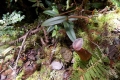 064 Pitcher and droppings