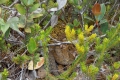 126 Rhabdophis murudensis snake at summit