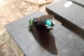 131 A headless cicada at Camp 1