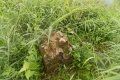 DSCN5047