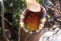 DSCN0511