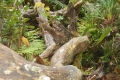 ranau-seminung-pesagi-138