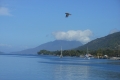 alor-to-flores-011