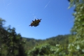 alor-to-flores-082