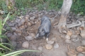 alor-to-flores-089