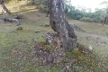 east timor 700