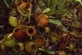 natuna-ranai-060