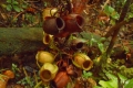 natuna ranai 081