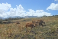 rinjani-traverse-017