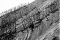 semeru_1913-u-432px-collectie_tropenmuseum_vegetatiegrens