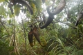 halmahera-sulawesi-300