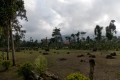 DSCN9104