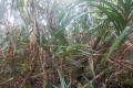 DSCN8943