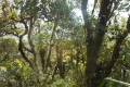 tondongkarambu 200