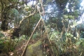 tondongkarambu 246