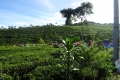 DSC02416