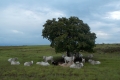 sumba-wanggameti-076