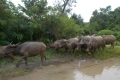 sumba wanggameti 119
