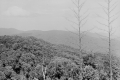 Another view of forest at Gunung Angsi bungalow (EJH Corner, c1930)