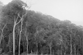 Edge of the forest, Gunung Angsi (EJH Corner, c1930)