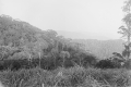 Twisted trees, view from the south, Gunung Angsi (EJH Corner, c1930)