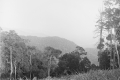 Twisted trees, view from the south, Gunung Angsi (EJH Corner, c1930)