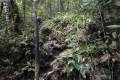 Api Pinnacles - On the Pinnacles trek (Dan Quinn, July 2024)