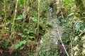 Api Pinnacles - One of many ropes (Dan Quinn, July 2024)