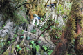Api Pinnacles - On the Pinnacles trek (Dan Quinn, July 2024)