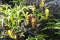 Batu Lawi - Pitcher plants near the old logging road (Dan Quinn, July 2024)