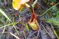 Batu Lawi - Pitcher plants near the old logging road (Dan Quinn, July 2024)