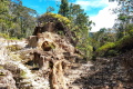 Batu Lawi - Near the old logging road (Dan Quinn, July 2024)