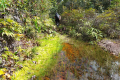Batu Lawi - Near the old logging road (Dan Quinn, July 2024)