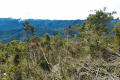 Batu Lawi - View near the saddle (Dan Quinn, July 2024)