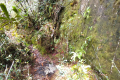 Batu Lawi - Remain of porcupine near the saddle (Dan Quinn, July 2024)